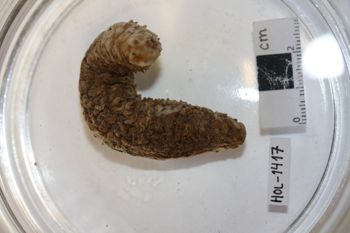 Media type: image;   Invertebrate Zoology HOL-1417 Description: Preserved specimen.;